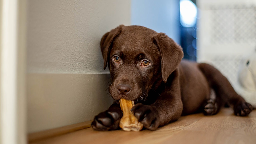Six Tips for Raising a Puppy in a Townhome